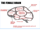 a219441-femail brain.jpg